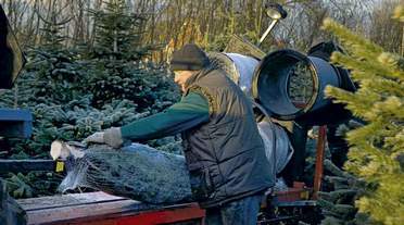 &nbsp;Polakkerne, der blev sendt til Danmark, havde aldrig før beskæftiget sig med at klippe pyntegrønt eller nogen sinde havde udført arbejde for det pågældende firma i Polen. (Arkivfoto.)