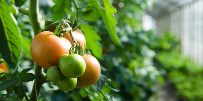 Der var problemer med manglende sikkerhedssko og arbejdsvurderinger hos store fynske gartnerier. (Foto: Colourbox)