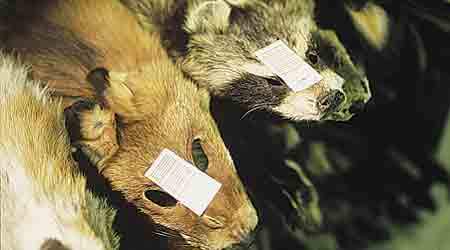 Hos minkavler Stig Balsby Jørgensen i Tjæreborg er det ikke kun de kostbare pelsdyr, der bliver flået. 
Det samme risikerer Stig Balsby Jørgensen selv, efter at politi og Skat i Esbjerg under et uanmeldt kontrolbesøg fandt otte baltere, der arbejdede på livet løs for en månedsløn på sølle 1.000 kroner.  (Arkivfoto: Søren Zeuth)