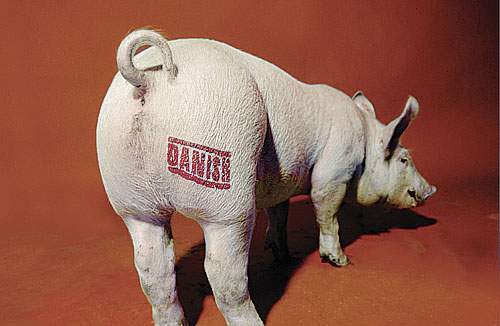 Coop Danmark, der bryster sig af at have Danmarks bedste indkøbsetik, har aldrig selv tjekket forholdene på Poldanors svinefarme og Prime Food slagteriet. (Per Morten Abrahamsen/BAM)