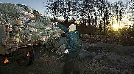 De fleste aktive arbejdstilladelser til østeuropæere vare i december udstedt inden for gartneri, landbrug og skovbrug. Det er dog uvist om den polske juletræsfælder på billedet havde sine papirer i orden. (Foto: Michael Bo Rasmussen)