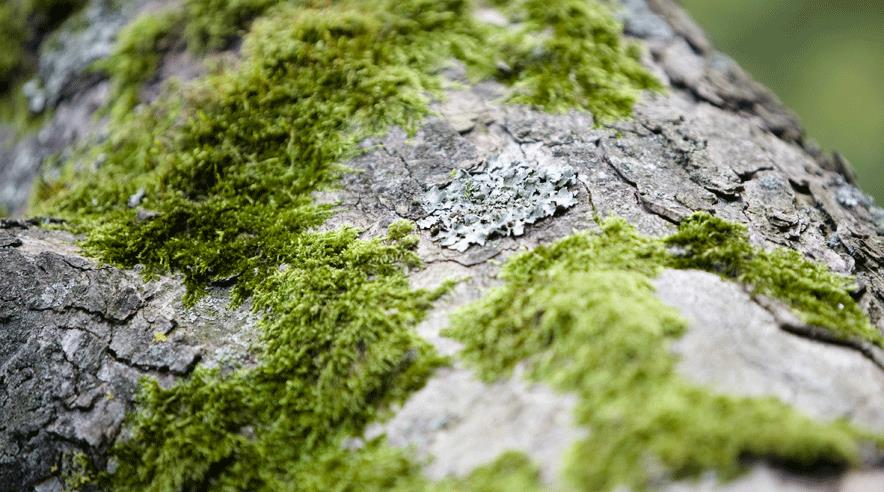 Snyd med løn for plukning af mos koster firmaet Jysk Mos fra Brande kvart million kroner.