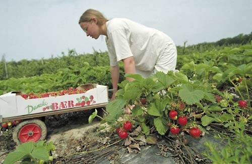 Arbejdsformidlingen modtager omkring 100 henvendelser om dagen fra udlændinge  - flest fra Polen og Litauen - som ønsker sæsonarbejde i Danmark.
