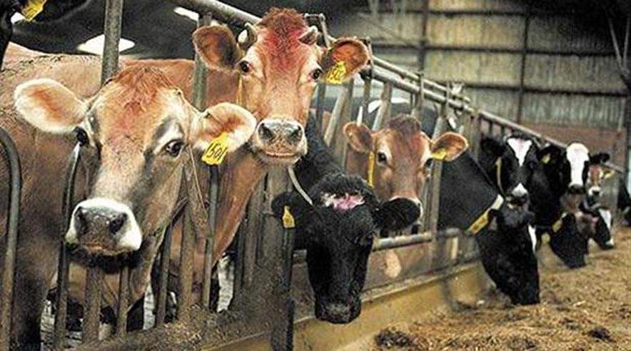 Flere og flere unge vælger en fremtid på marken og i staldene  (Arkivfoto )