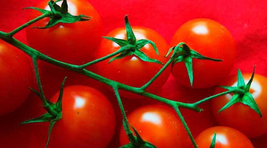 Ingen vil oplyse, hvem der plukker tomater for hvem og til hvilken løn på Varpelev Tomater på Stevns. (Arkivfoto)