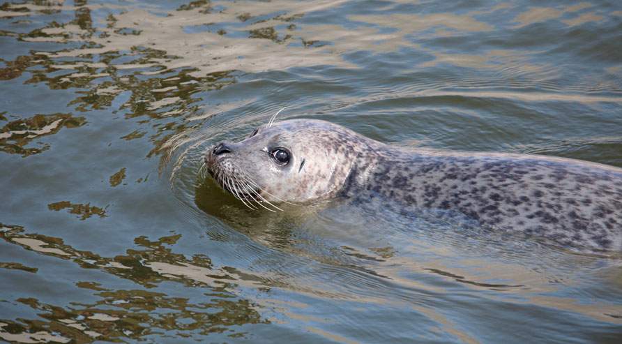 Sælerne i Vadehavet får besøg af en gruppe kontanthjælpsmodtagere, der skal samle affald. (Foto: Colourbox)