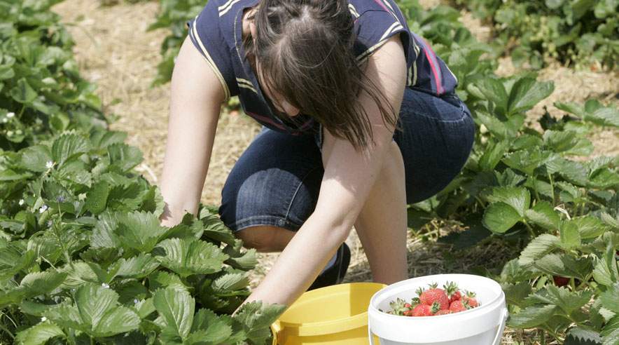 30 jordbærplukkere fra Polen og Litauen er hyret til årets sæson. Men vestjysk bæravler mangler en arbejdsformand, der blandt andet skal kunne tale tre sprog. (Colourbox)