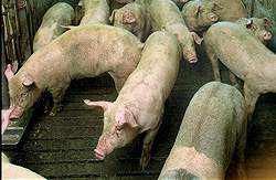 Indehaveren af Danmarks største svinefarm, der er anmeldt til politiet for at have for mange svin i sine stalde, har fået 51,5 millioner skattekroner fra Iø-fonden til at etablere sig i Slovakiet.