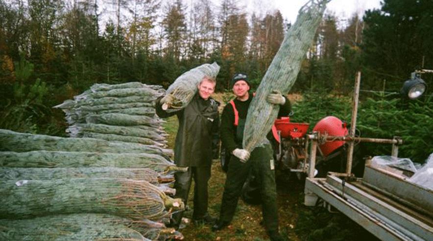 To skovejere har nu erkendt massiv underbetaling og skal betale 120.000 kroner til deling blandt de fem baltere, som har skovet juletræer i en plantage ved Mønsted vest for Viborg.