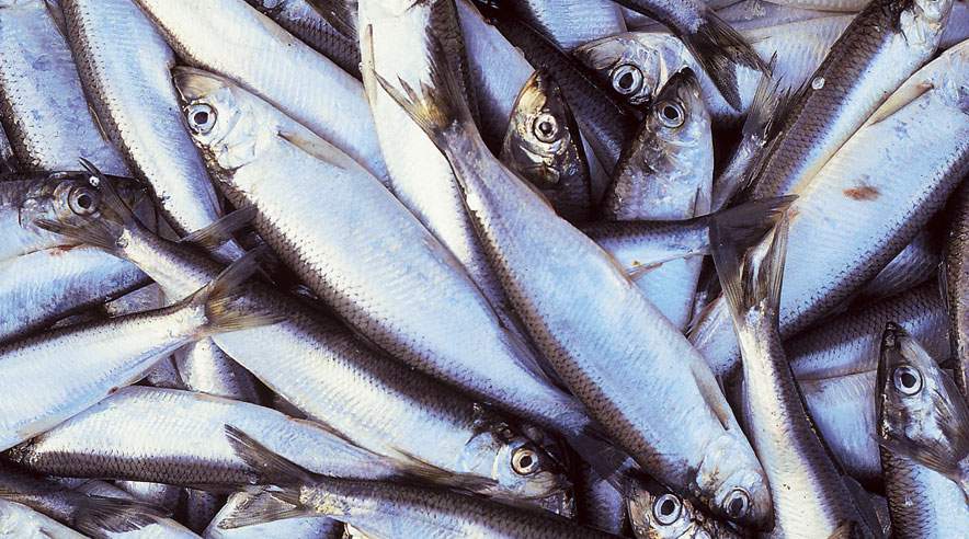 - Nu vil vi have ordnede forhold på virksomheden. De får otte dage til at reagere i, ellers vil vi sende første konfliktvarsel, siger John Schmidt, der er formand for 3F Esbjerg om fiskefabrikken Vega Salmon .
