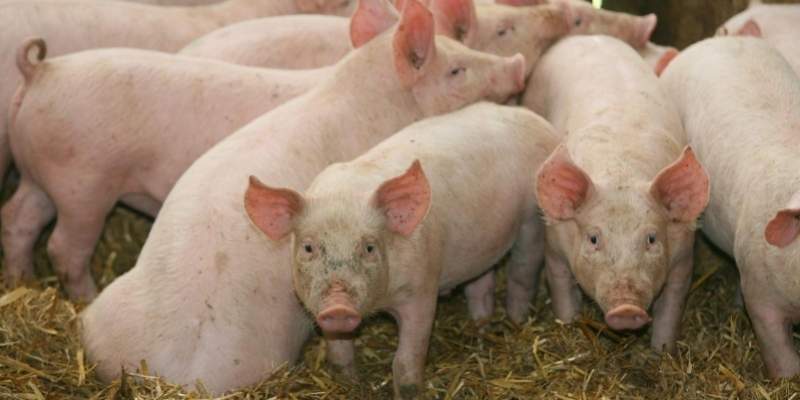 En 21-årig landbrugselev fik for lidt i løn, da han var med til at avle grise for førende svineproducent. Eleven har nu fået efterbetalt 35.000 kroner efter faglig sag.