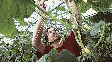 De hårdt pressede gartnerier har akut brug for billig arbejdskraft for at overleve. Derfor skal Østaftalen ikke forlænges, lyder det fra arbejdsgiverne på det grønne område.