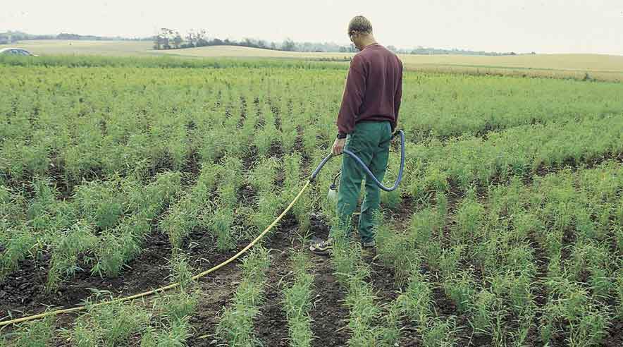 Det er i høj grad de populære tv-programmer Have Haves og Hokus Krokus, der har en afgørende betydning for, at flere unge vælger at gå gartnervejen.