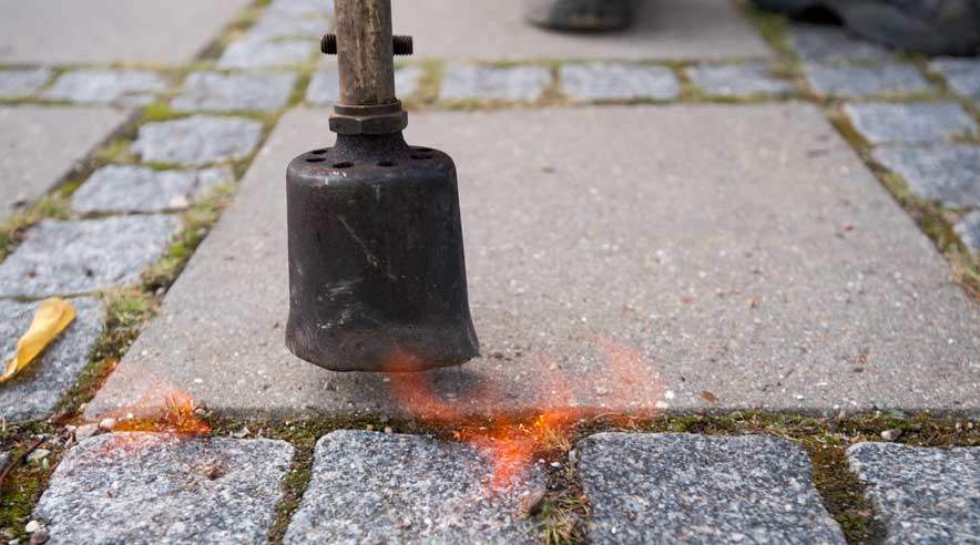 Ukrudtet skal kun blancheres. (Foto: Per Daugaard).