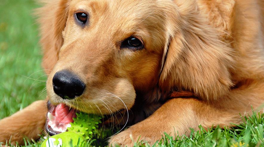 Hunden kommer ikke med sydpå, men bliver sendt på i pension. Hvis man altså kan finde en plads til den. (Arkivfoto)