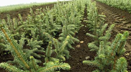 Hedeselskabets direktør Carsten With Thygesen afviser ikke, at der har været polske skovarbejdere i gang  i Jægerspris Skovdistrikt. Men det har bare ikke noget med Hedeselskabet at gøre.
- Hvad det tyske firma gør og ikke gør, kan umuligt være Hedeselskabets ansvar, mener direktøren.