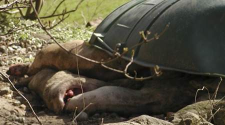 et plastiklåg forsøger at dække over en bunke døde og halvforrådnede svin direkte på jorden på Asger Møller Hansens svinefarm Isgård på Mols.  (Foto: sickpigs.dk)