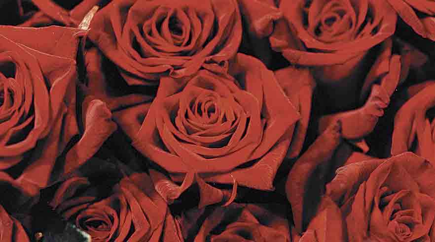 Juelsminde Planteskole, der blandt andet sælger roser, mener sammen med GLS-A, at man har ret til at ansætte østarbejdere til sultelønninger ved at bruge en såkaldt enterprisemodel. (Arkivfoto)