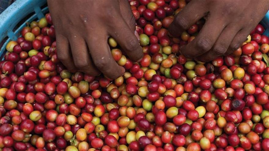 Underbetaling tvinger kaffearbejdere til at lade deres børn arbejde på plantager i Guatemala. (Foto: James Rodriguez)
